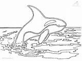 Orca Whale Coloring Page  Home sketch template