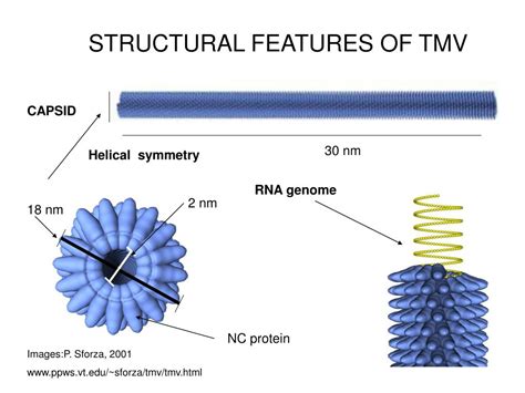 PPT - Tobacco mosaic virus PowerPoint Presentation, free download - ID:1221787