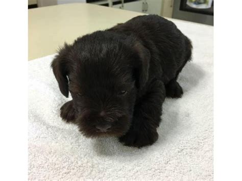 black miniature schnauzer puppies for sale Blue River - Puppies for ...