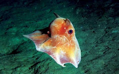 Grimpoteuthis is a genus of pelagic umbrella octopus that live in the deep sea. The average life ...