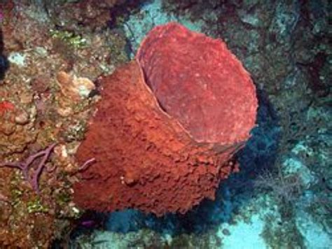 Giant Barrel Sponge Information and Picture | Sea Animals