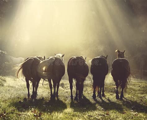 Horses gallop stock image. Image of equine, tail, white - 53717189