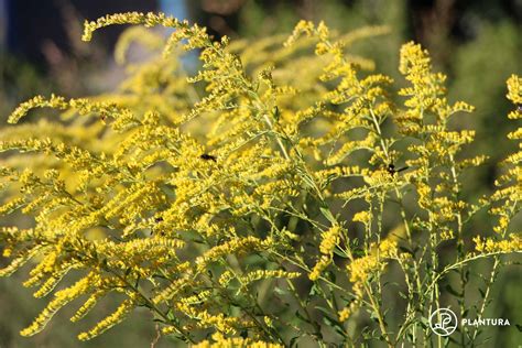 Goldenrod: varieties, care tips, uses & more - Plantura