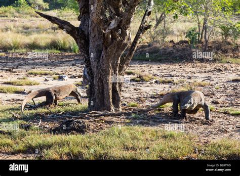 Komodo Dragon, Indonesia Stock Photo - Alamy