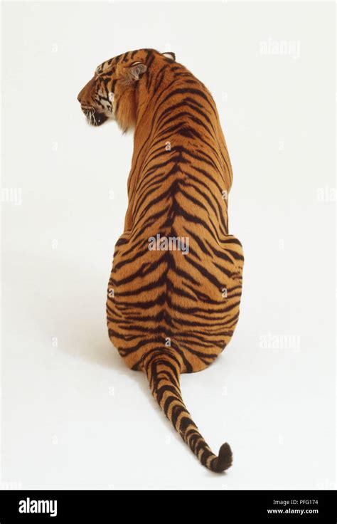 Sitting Tiger (Panthera tigris) looking sideways, rear view Stock Photo ...