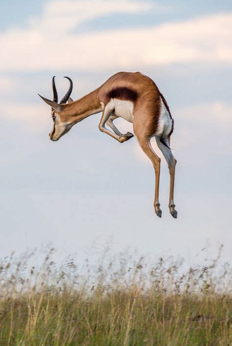 why-animals-do-the-thing: whatthefauna: Springboks are known... | Animals wild, African animals ...