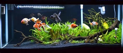 Planted Goldfish Aquarium