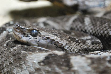 Jararacussu, one of the deadliest snakes, found in Brazil... If only I could speak parseltongue ...