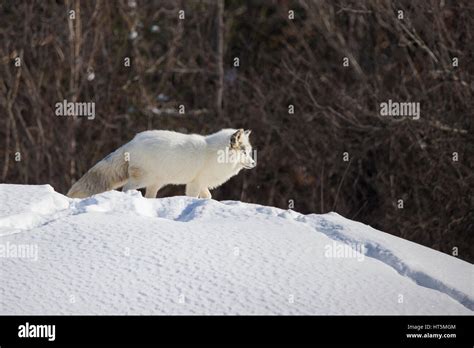 Arctic fox in winter Stock Photo - Alamy