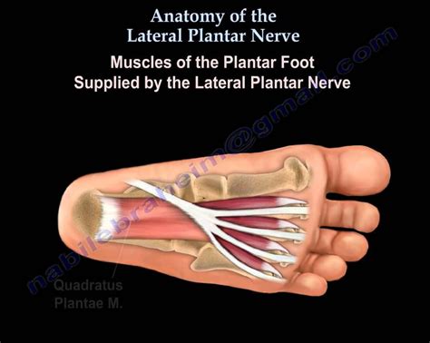 Anatomy Of The Lateral Plantar Nerve - Everything You Need To Know - Dr ...