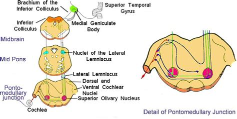 Neuroanatomy Online: Lab 7 (ƒ6) - Auditory, Vestibular, Gustatory and ...