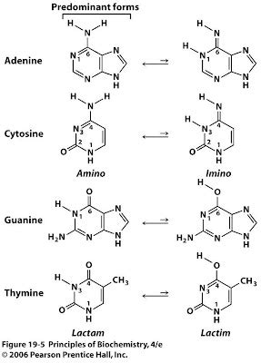 Sandwalk: Tautomers of Adenine, Cytosine, Guanine, and Thymine