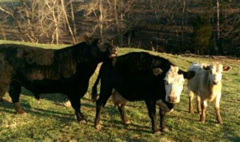 Cow family