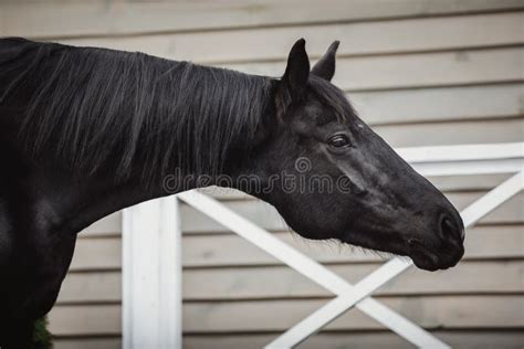 Black Mare Horse with Long Mane Posing Near Stable in Spring Daytime Stock Photo - Image of ...