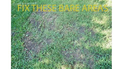 How to Repair Bare Spots in St. Augustine Grass: A Comprehensive Guide ...