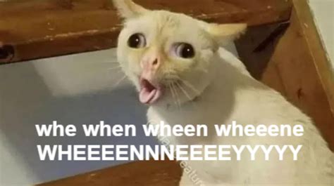 Coughing Cat Meme Generator - Piñata Farms - The best meme generator ...