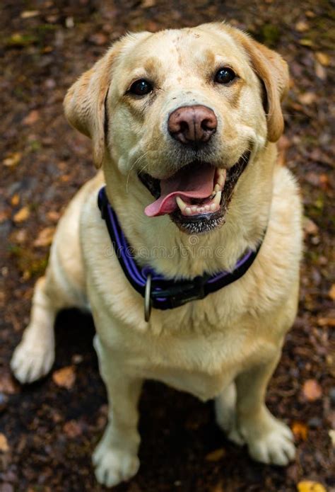 Labrador Retriever Smile and Happy. Stock Photo - Image of mouth, breed ...