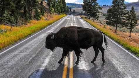 Yellowstone bison punches a hole right through tourists' car