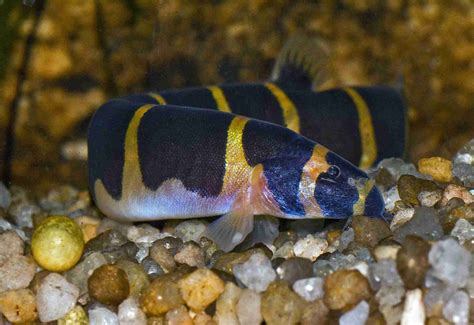 Do Kuhli Loaches Eat Snails? Diet, Tank Conditions, & Care