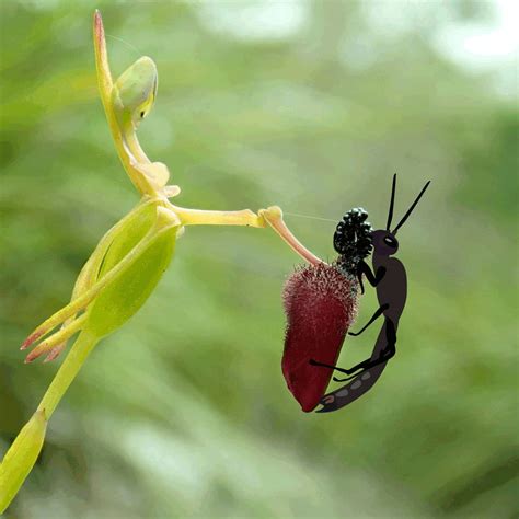 Orchid Pollinators - Arizona Federation of Garden Clubs