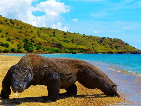 Menikmati Keindahan Wisata Pulau Komodo yang Indah - Tempat Wisata