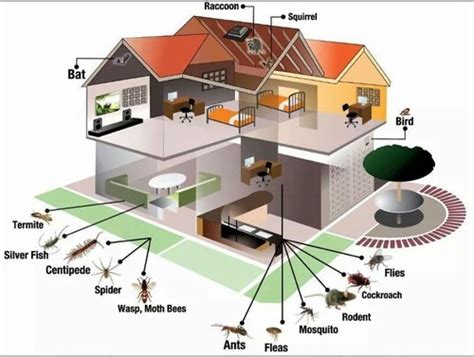 How to Prevent Pest Infestations - Pests In The Home