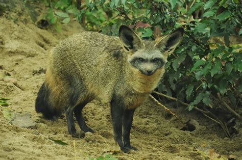 Bat Eared Fox | Animals Facts & Latest Pictures | The Wildlife