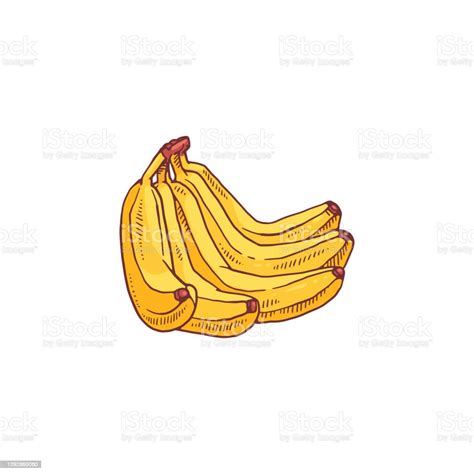 Banana Bunch Drawing Isolated On White Background Yellow Fruit Cluster Stock Illustration ...