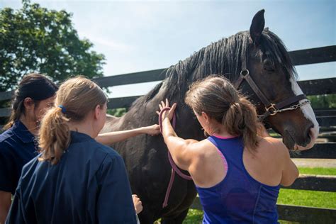 Equine Anesthesia: Keeping horses sleeping easy | Cornell University ...