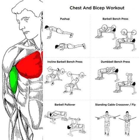 Chest And Bicep Workout Plan - Fitness Health Sport Routine Body | Biceps workout, Chest, bicep ...