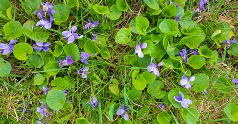 What are the Weeds with Purple Flowers Called? [PHOTOS]