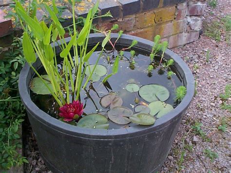 Mini pond starter pack - Merebrook Pond Plants