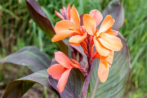 How to Grow and Care for Canna Lily (Canna spp.)