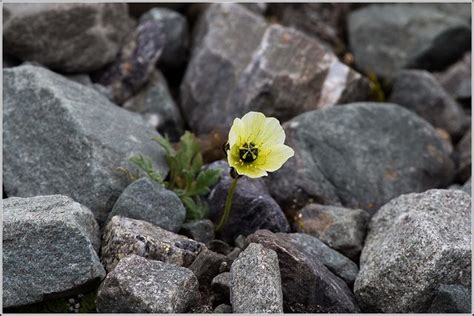 The Flowers of Kaffeklubben Island – Greenland - Atlas Obscura