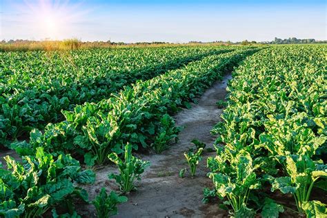 Sugar Beets as a Central Crop in Crop Rotation Fostering Biodiversity ...