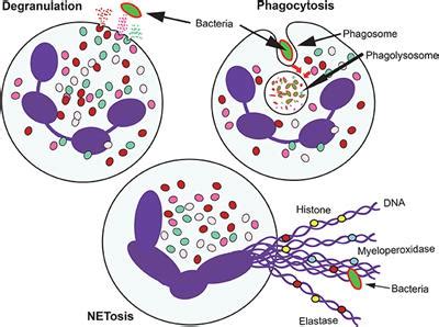 Neutrophils Function