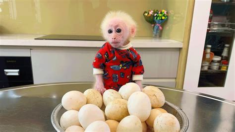 Bibi monkey shows off him talent to help him Dad cook an omelet - YouTube