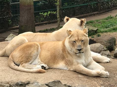 Paradise Wildlife Park - Mummy Be Beautiful