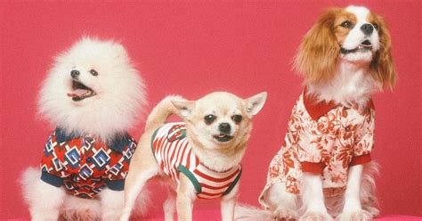 The Gucci Pet Collection Lets You Gucci-Fy Your Cats and Dogs | Tatler Asia