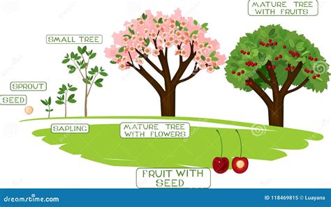 Life Cycle Of A Cherry Blossom Tree