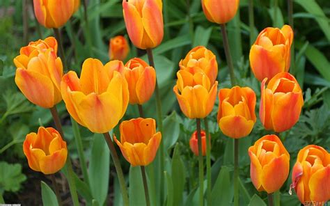 Free photo: Orange Tulips - Beautiful, Beijing, Bloom - Free Download ...