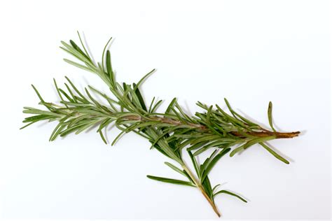 About Rosemary and Its Use in Cooking