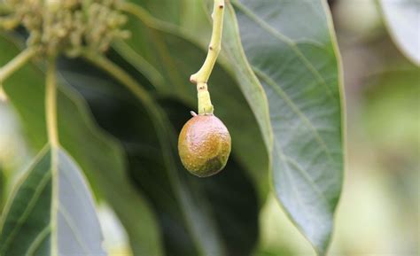 Baby Avocados on the Avocado Trees | California Avocados | Avocado tree, Avocado, Edible plants