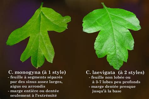 Tree Identification: Crataegus laevigata - English Hawthorn