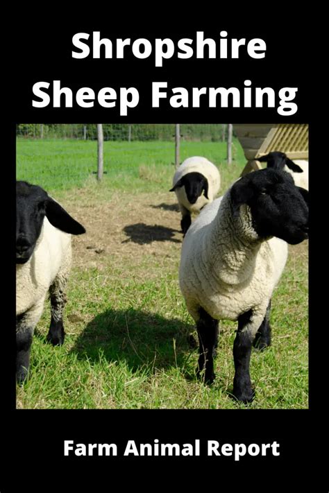 Ultimate Guide Shropshire Sheep Farming