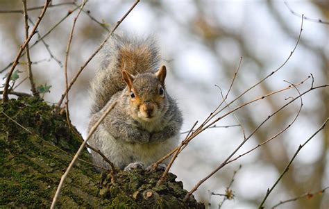 A squirrel’s front teeth never stop growing. Therefore, sq… | Flickr