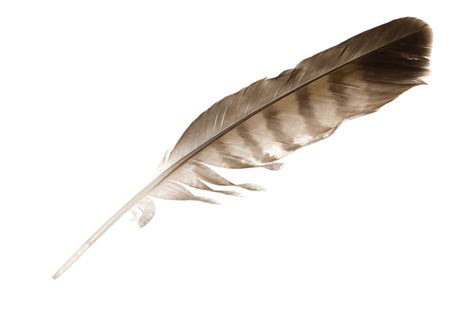 Feathers, Native Culture, and Rehabilitation - International Wildlife ...