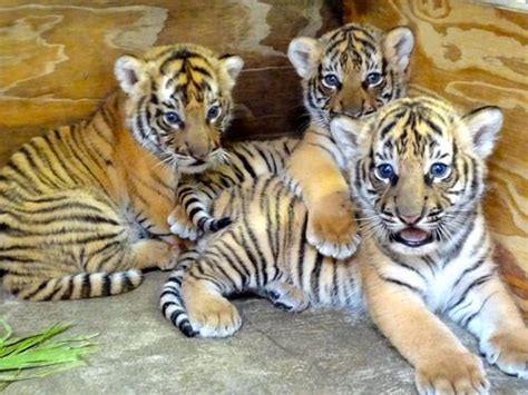 Malayan Tiger Facts, Habitat, Diet, Population, Pictures