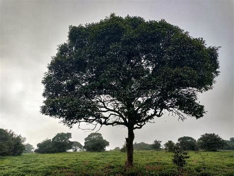 Kaas Plateau,Satara,Maharashtra,India,Asia Stock Photo - Image of paradise, herbaceous: 258453424