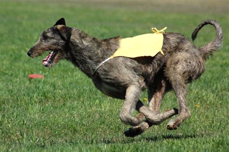 Wolfhound Coursing by Kevin in Irish Wolfhound on Fotopedia - Images ...